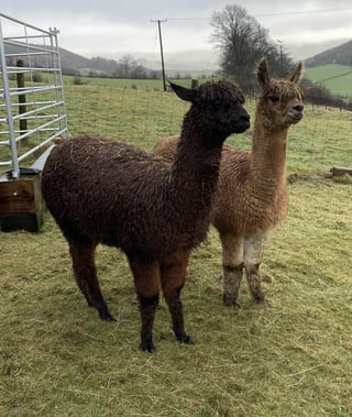 Self-contained Welsh barn with Alpacas