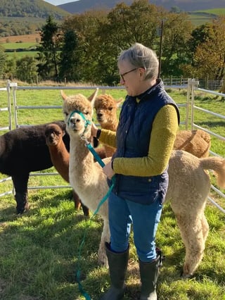 Self-contained Welsh barn with Alpacas