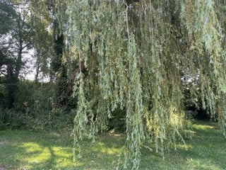 Re-Naturing and outdoor help, Somerset