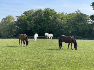 Retreat and animal farm, Essex