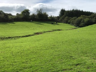 Helping horses on a Devon Farm