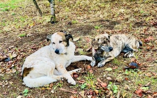 Dog rescue homestay, south Devon
