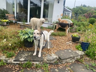Dog rescue homestay, south Devon