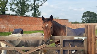 Horse help in the N.Irish Countryside