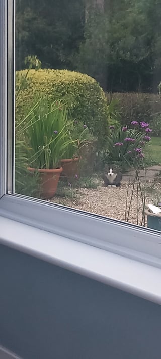 Gardening help in Devon