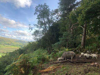 Everyday help on a Yorkshire Dales farm