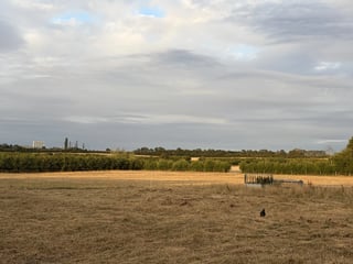 Local area