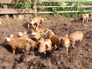 Tudor manor in Cumbria on the FarFrom platform.