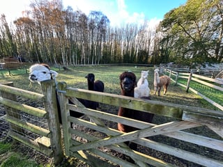 Glamping with Alpacas on the FarFrom platform.