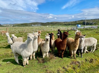 Alpaca and rare breed centre on the FarFrom platform.