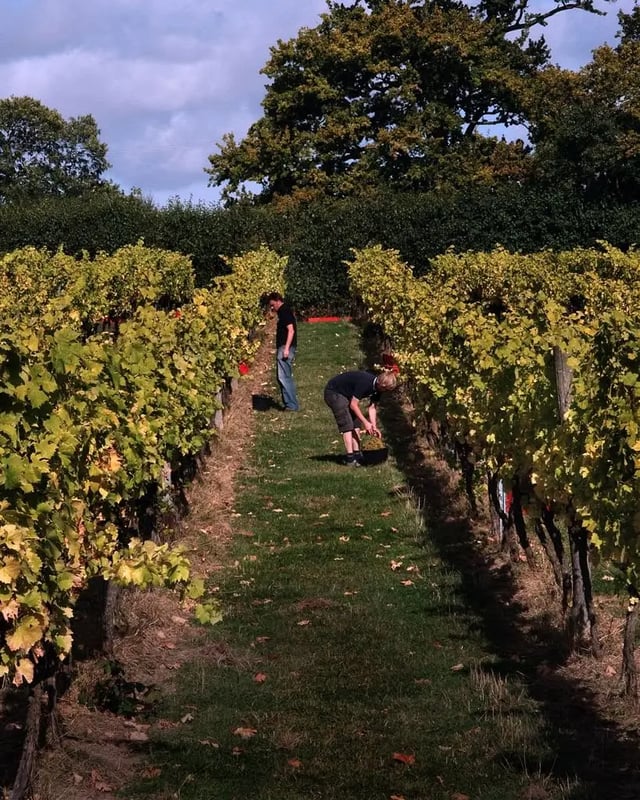 Working at a vineyard in the UK: what to expect and how to get involved