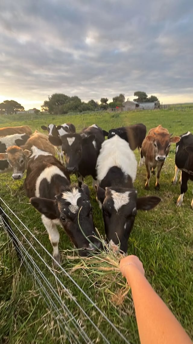 Farmstay holidays in the UK: what they are and how to find one