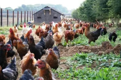 Not-for-profit community Eco farm. - Photo 4