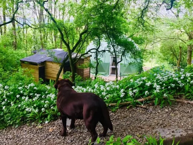 Country house in Shropshire wildlife - Photo 3