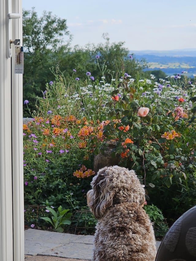 Country house in Shropshire wildlife - Photo 9