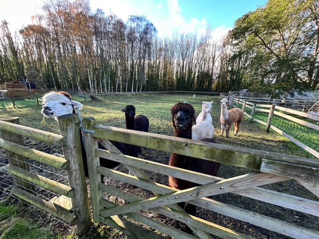 Glamping with Alpacas, rural Wales - Photo 7