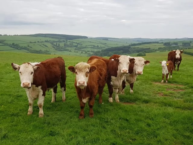 Organic Farm in the Clun hills - Photo 2