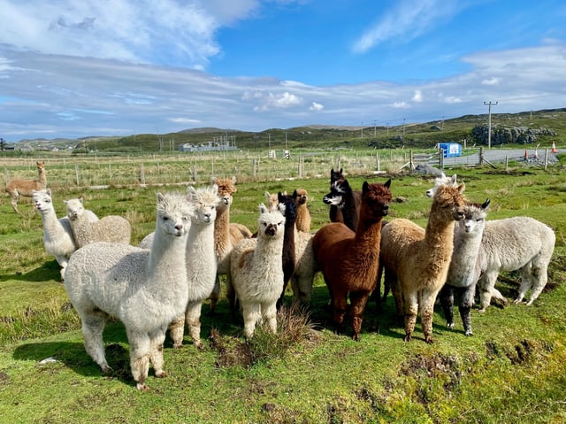 Alpaca and rare breed centre