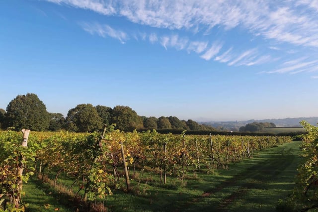 Family-run vineyard, Worcestershire - Photo 2