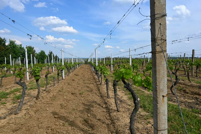 Vineyard in Northern Ireland - Photo 2