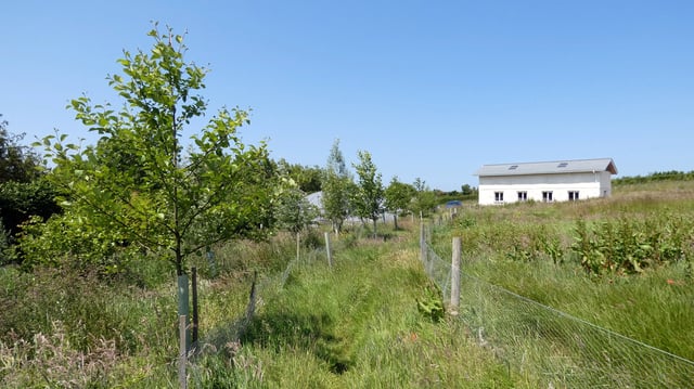 Agro-ecological forest garden, Devon