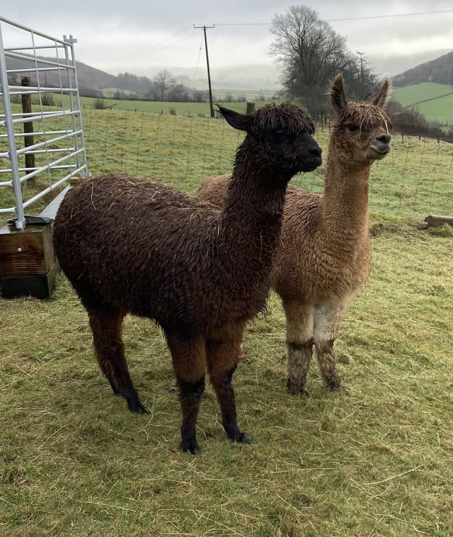 Self-contained Welsh barn with Alpacas - Photo 4