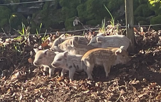 Aberdeen Farmstay - Photo 3