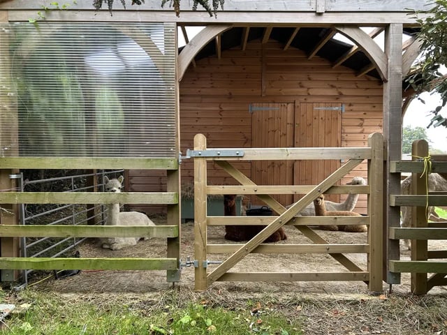 Alpaca farm on the Isle of Wight - Photo 10