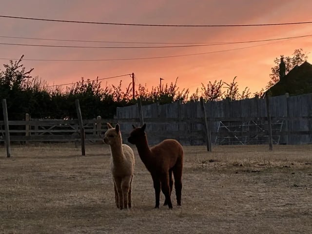 Alpaca farm on the Isle of Wight - Photo 11
