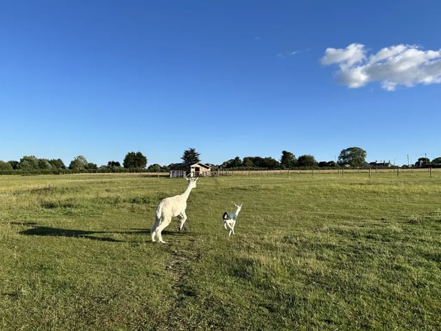 Alpaca farm on the Isle of Wight - Photo 15
