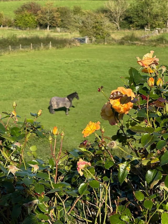Peaceful. Welcoming. Family Farm Estate - Photo 14