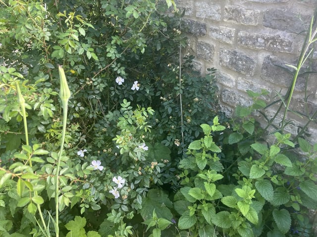 Re-Naturing and outdoor help, Somerset - Photo 8
