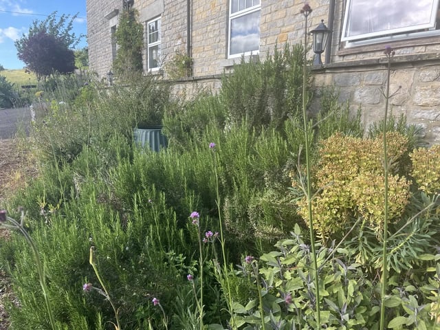 Re-Naturing and outdoor help, Somerset - Photo 5