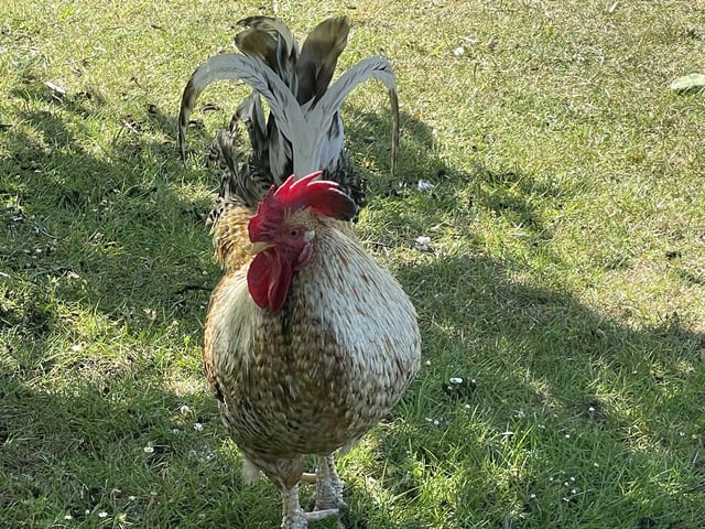Retreat and animal farm, Essex - Photo 8