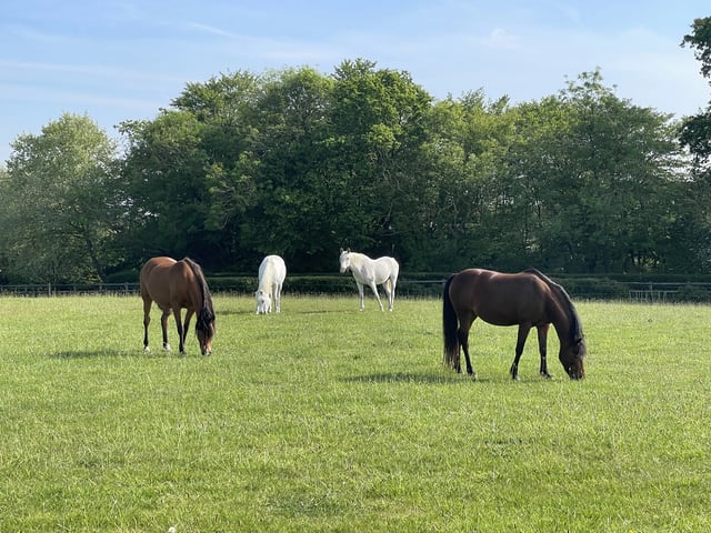 Retreat and animal farm, Essex - Photo 3
