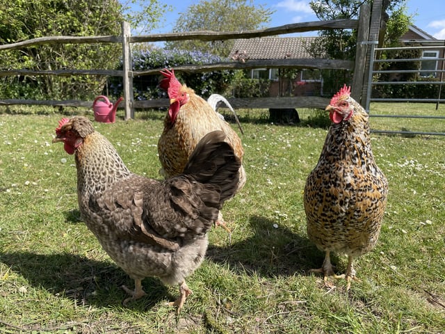 Retreat and animal farm, Essex - Photo 10