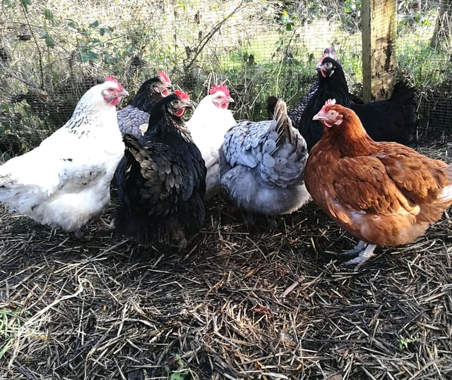 Pembrokeshire coast ancient smallholding - Photo 15