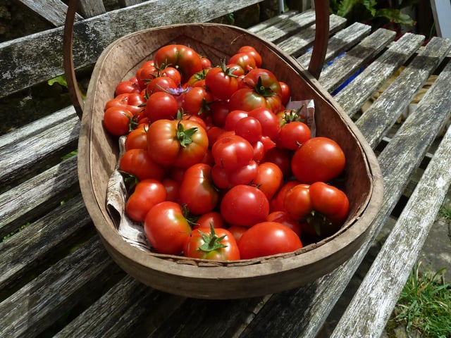 Organic homestay on a Dorset Farm - Photo 8