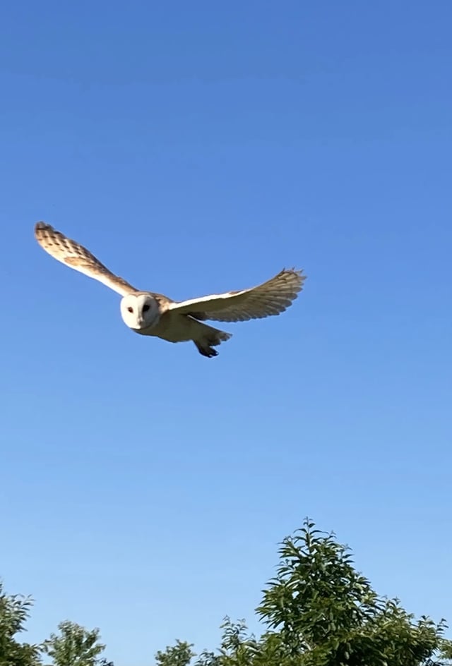 Help on a small farm, Wiltshire - Photo 11