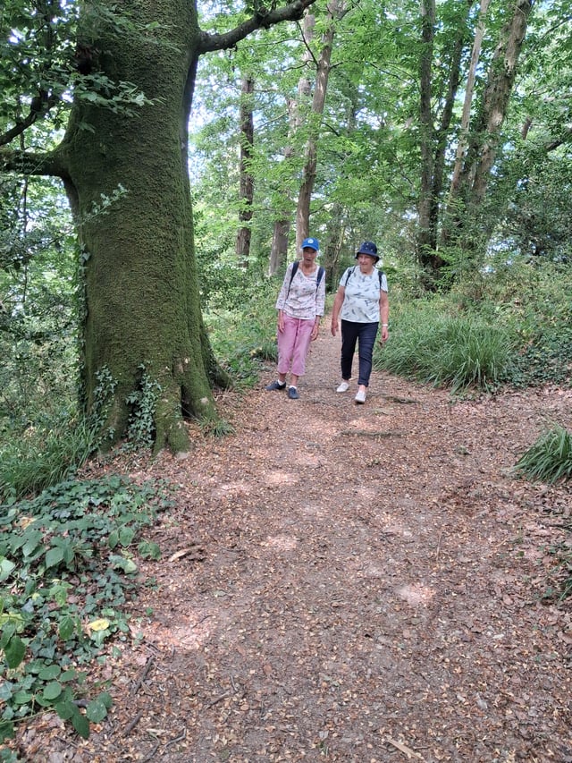 Dog rescue homestay, south Devon - Photo 11