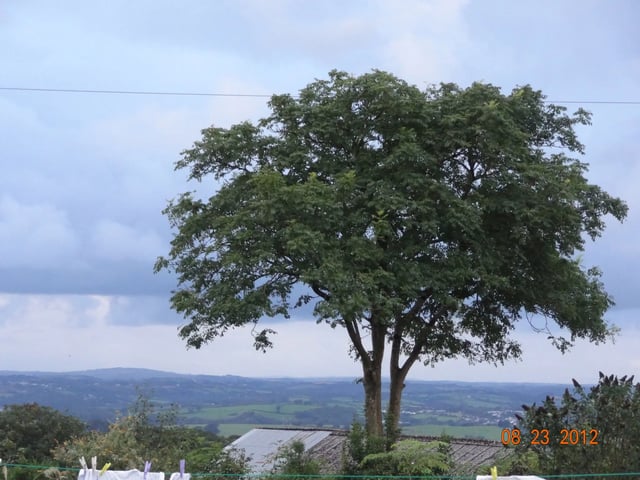 Dog rescue homestay, south Devon - Photo 14