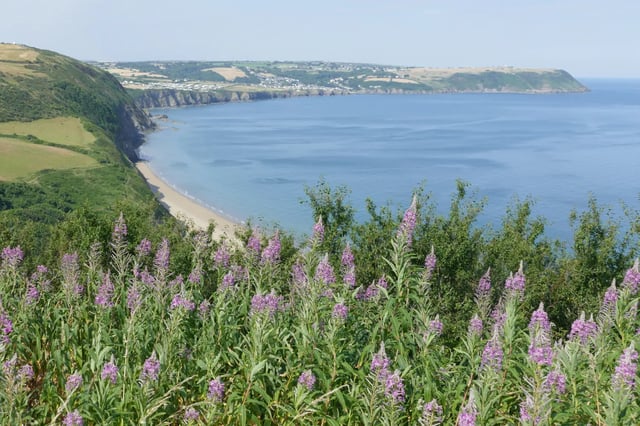 Beautiful Welsh gardens - Photo 34