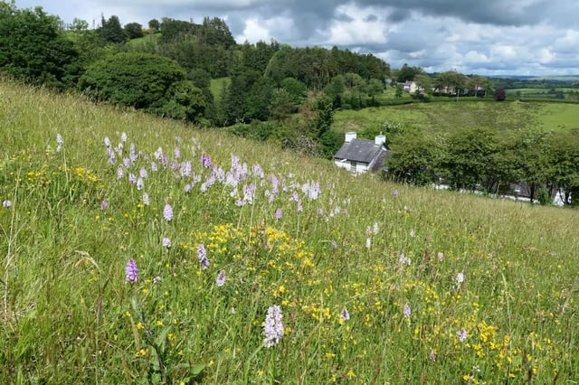 Beautiful Welsh gardens - Photo 9