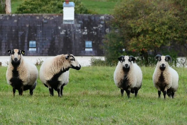 Beautiful Welsh gardens - Photo 14