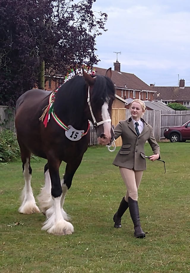 Help with horses, Lincolnshire farm - Photo 23