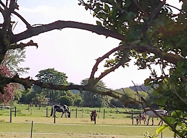 Help with horses, Lincolnshire farm - Photo 20