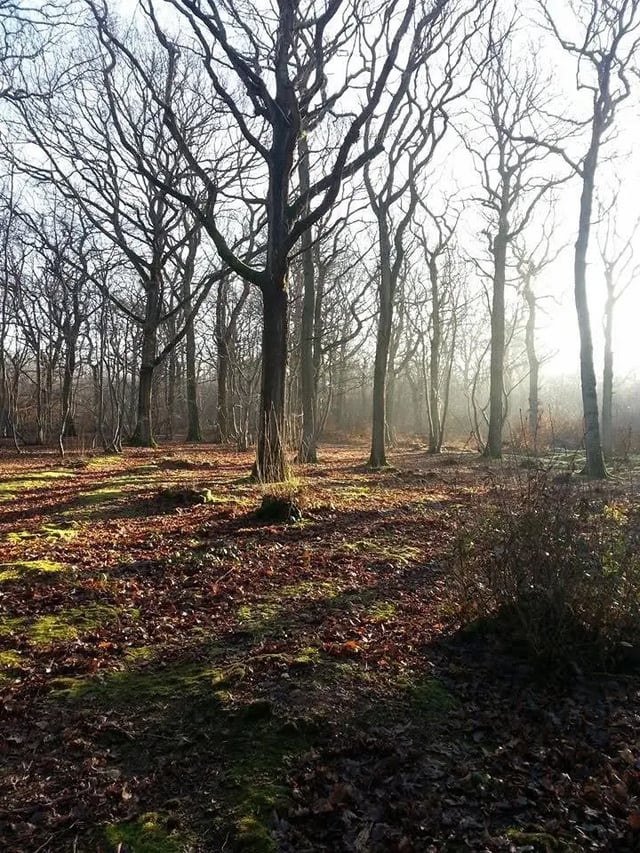 Eco glamping, Kent - Photo 19