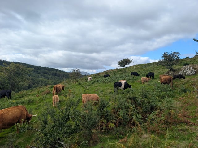 Helping on a small Welsh Cattle farm - Photo 17