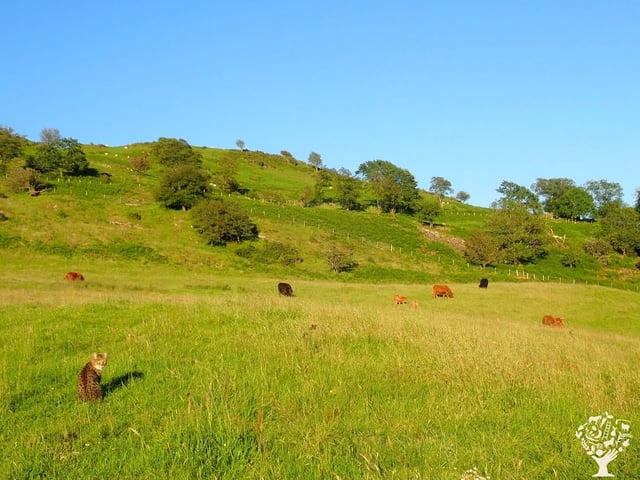 Helping on a small Welsh Cattle farm
