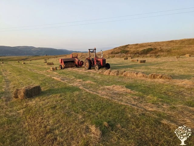 Helping on a small Welsh Cattle farm - Photo 7